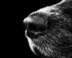 Detailed monochrome close-up of a dog's nose and fur, highlighting texture and contrast.