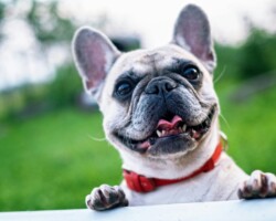 Happy French Bulldog with red collar enjoying a sunny day outdoors.