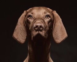 animals, nature, vizsla, hunting dog, portrait