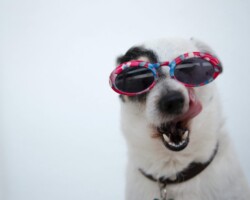 Adorable Jack Russell Terrier sporting pink sunglasses with tongue out, showing playful personality.