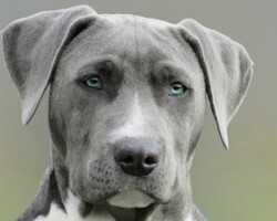 High-resolution close-up portrait of a gray dog with striking blue eyes, capturing elegant features.